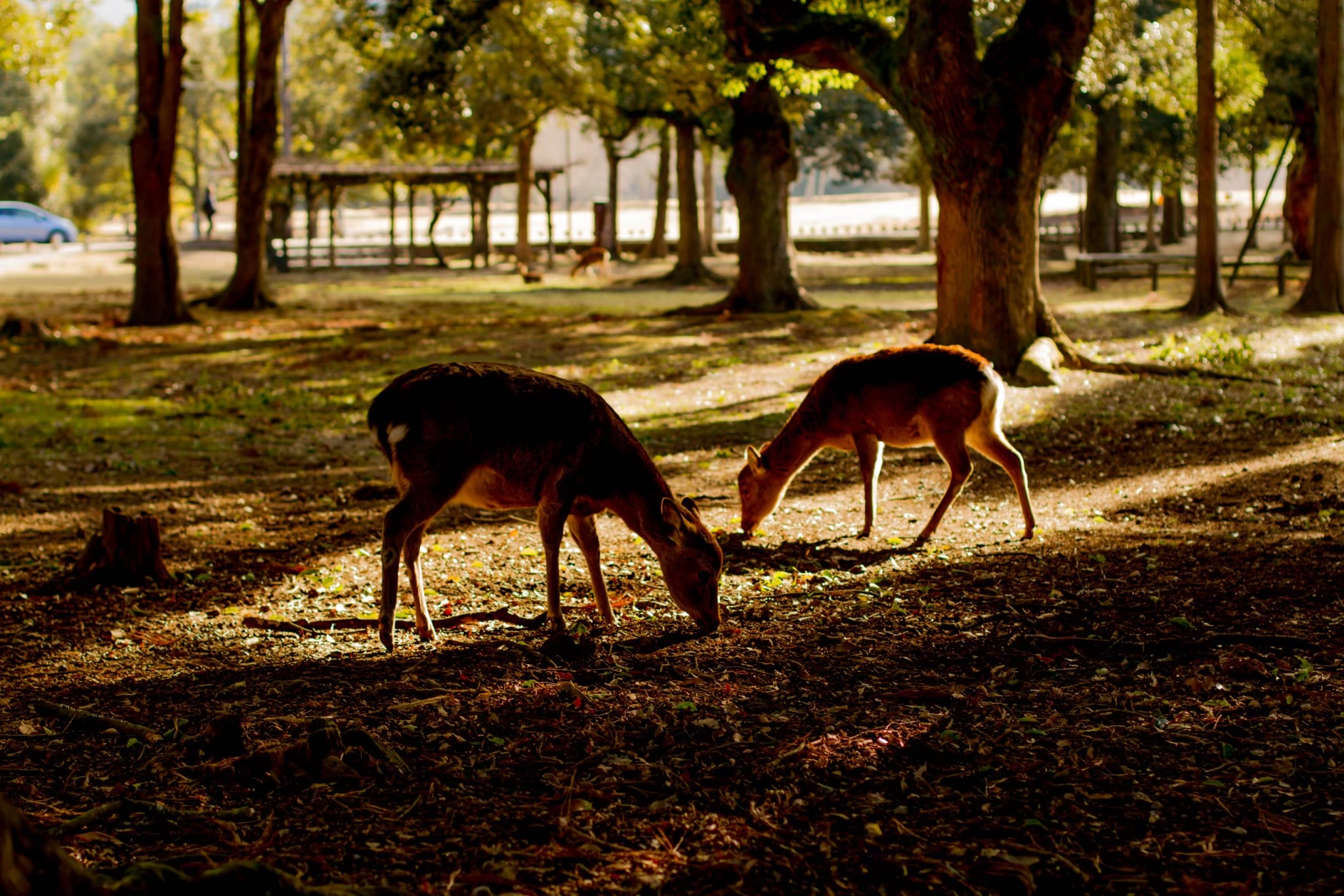 奈良公園の鹿